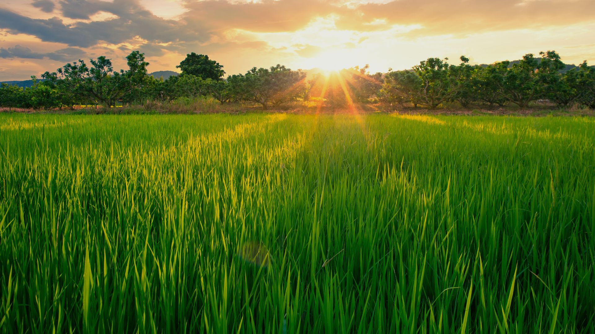Lush green paddy field